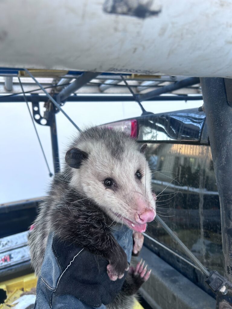 Patriot Pest Control